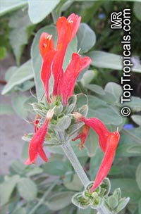 Dicliptera suberecta, Justicia suberecta, Hummingbird Plant, Uruguayan Firecracker Plant

Click to see full-size image