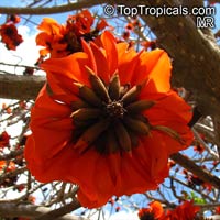 Erythrina caffra, Erythrina constantiana, Erythrina insignis, South African Coral tree, Kaffirboom

Click to see full-size image