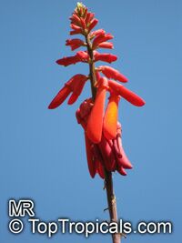 Erythrina humeana, Coral bean, Dwarf coral tree

Click to see full-size image