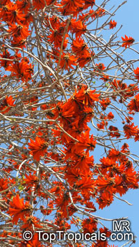 Erythrina lysistemon, Scarlet Coral Tree

Click to see full-size image