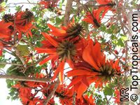 Erythrina lysistemon, Scarlet Coral Tree

Click to see full-size image