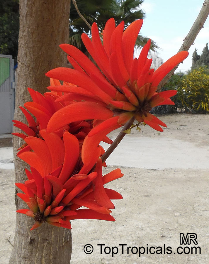Erythrina lysistemon, Scarlet Coral Tree