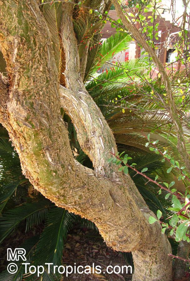 Fouquieria macdougalii, Mexican Tree Ocotillo