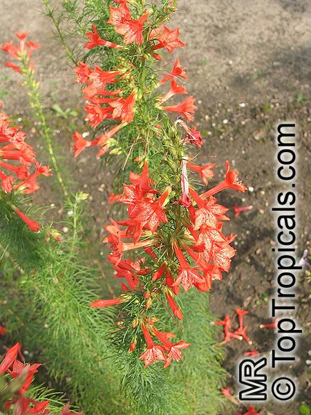 Ipomopsis rubra, Gilia rubra, Standing Cypress, Scarlet Gilia