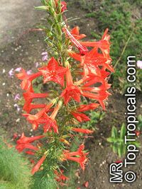 Ipomopsis rubra, Gilia rubra, Standing Cypress, Scarlet Gilia

Click to see full-size image