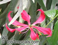 Gloriosa sp., Glory Lily, Climbing Lily, Flame Lily

Click to see full-size image