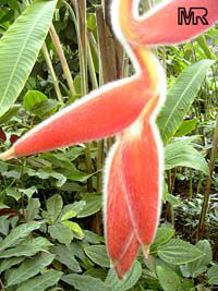 Heliconia vellerigera, Heliconia

Click to see full-size image