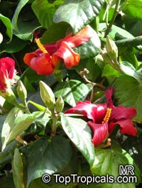 Hibiscus elatus, Mahoe, Majagua

Click to see full-size image