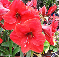 Hippeastrum sp., Amaryllis

Click to see full-size image