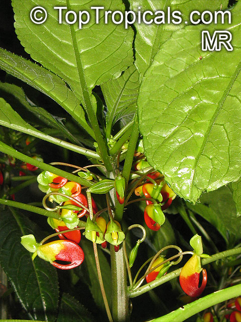 Impatiens niamniamensis, Parrot Plant