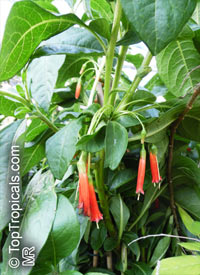 Iochroma coccinea, Red Bells, Burgundy Bells

Click to see full-size image