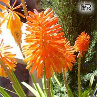Kniphofia sp., Red Hot Poker, Torch Lily

Click to see full-size image