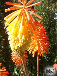 Kniphofia rooperi - seeds

Click to see full-size image