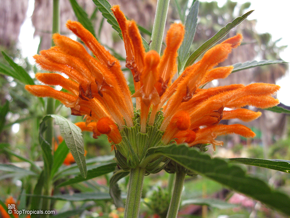 Leonotis leonurus (Lions Ears) - Leo Zodiac plant