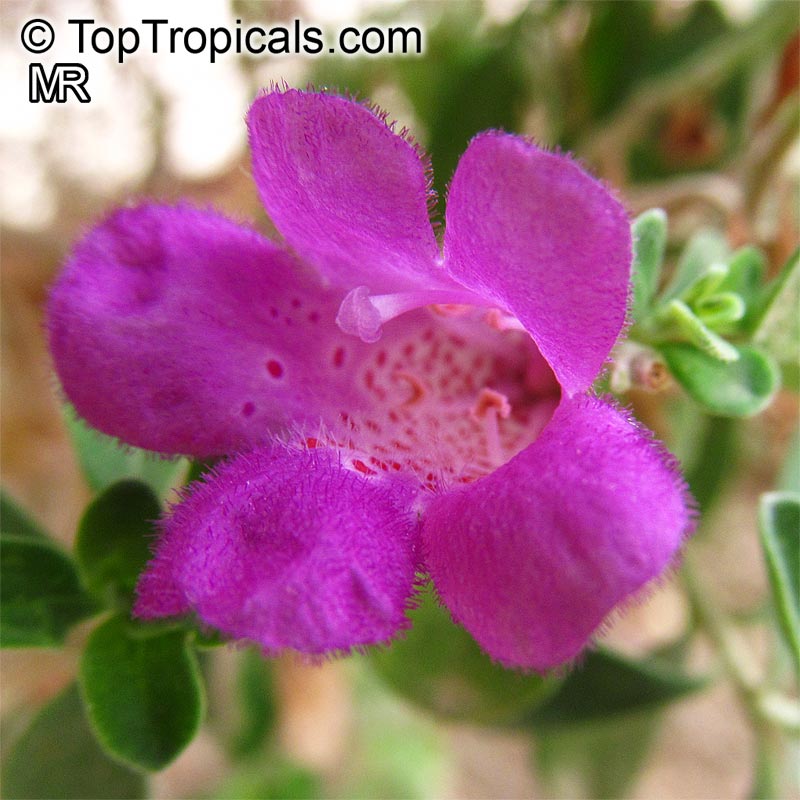 Leucophyllum sp., Texas Sage