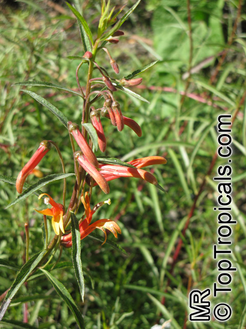 Lobelia laxiflora, Lobelia mexicana, Mexican Cardinal Flower, Mexican Lobelia