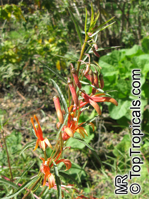 Lobelia laxiflora, Lobelia mexicana, Mexican Cardinal Flower, Mexican Lobelia