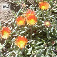 Malephora crocea, Ice Plant, Coppery Mesemb

Click to see full-size image