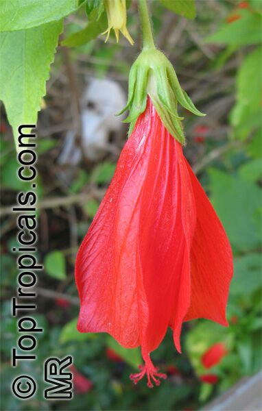 Malvaviscus arboreus penduliflorus, Sleepy Hibiscus, Mexican Turk's Cap