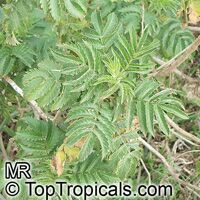 Melianthus comosus, Honey Flower

Click to see full-size image