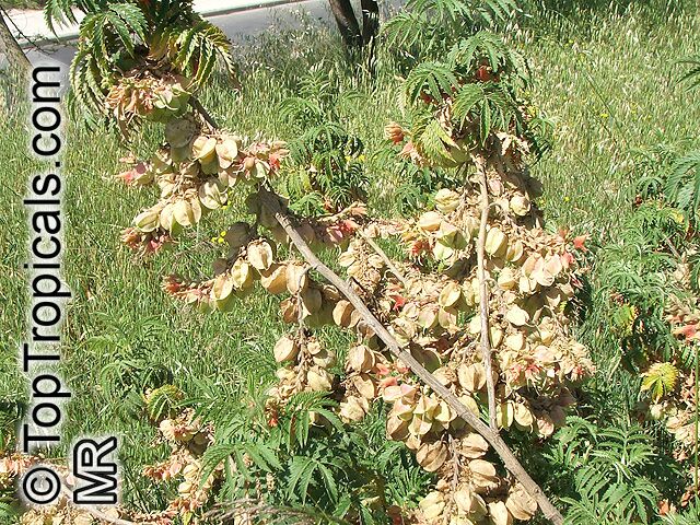Melianthus comosus, Honey Flower
