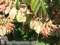 Melianthus comosus, Honey Flower

Click to see full-size image