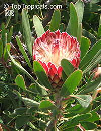 Protea susannae - seeds

Click to see full-size image