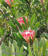 Protea sp., Sugarbush

Click to see full-size image
