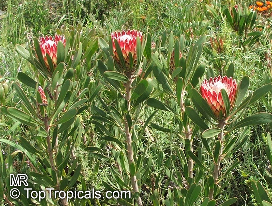 Protea sp., Sugarbush
