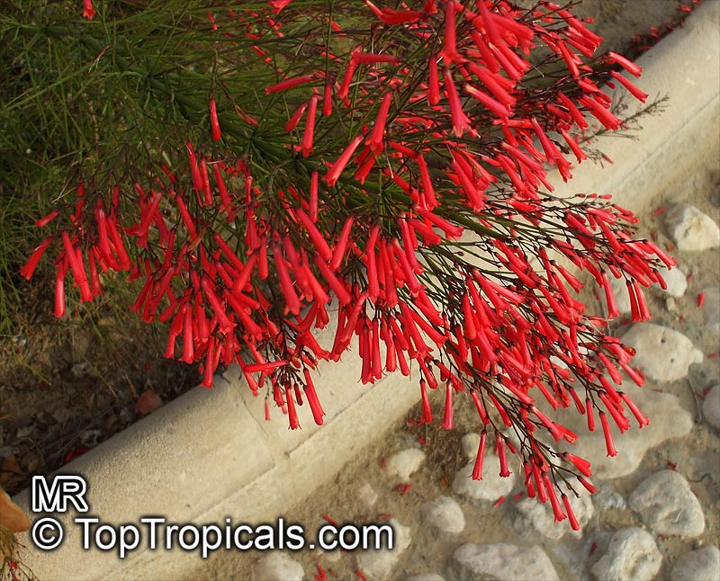 Russelia equisetiformis, Firecracker Fern, Coral Plant