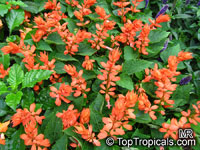 Salvia splendens, Scarlet Sage

Click to see full-size image