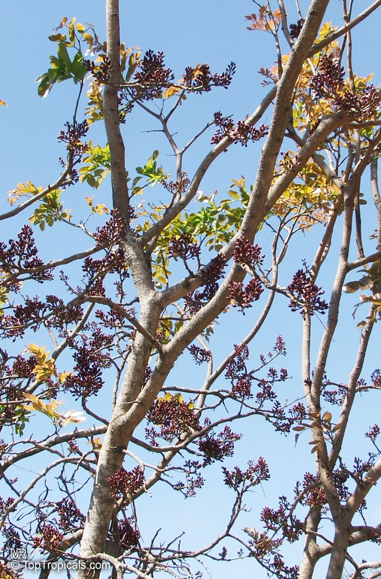 Schotia brachypetala, Weeping Boer-bean, Huilboerboon, Tree Fuchsia, African Walnut