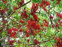 Schotia brachypetala, Weeping Boer-bean, Huilboerboon, Tree Fuchsia, African Walnut

Click to see full-size image