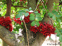Schotia brachypetala, Weeping Boer-bean, Huilboerboon, Tree Fuchsia, African Walnut