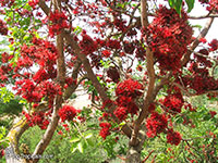Schotia brachypetala, Weeping Boer-bean, Huilboerboon, Tree Fuchsia, African Walnut