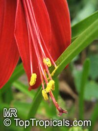 Sprekelia formosissima , Aztec Lily, Jacobean Lily, Orchid Lily

Click to see full-size image