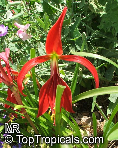 Sprekelia formosissima , Aztec Lily, Jacobean Lily, Orchid Lily