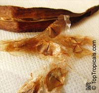 Tecomaria capensis, Tecoma capensis, Cape Honeysuckle

Click to see full-size image