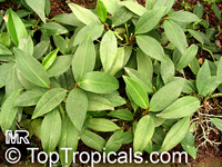 Anthurium scandens, Dracontium scandens, Pearl Laceleaf

Click to see full-size image