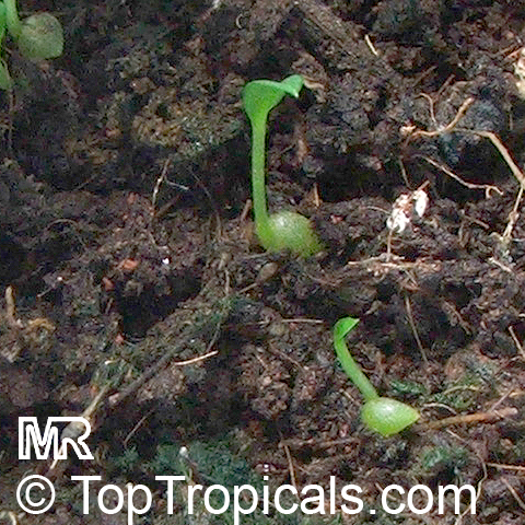 Anthurium scandens, Dracontium scandens, Pearl Laceleaf. Seedlings