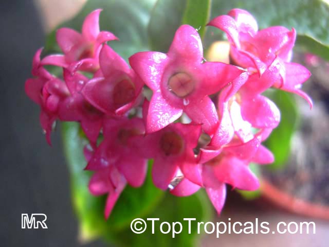 Clerodendrum splendens, Flaming Glorybower, Clerodendron. The bright pink bracts are quite showy even after blooming