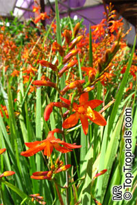 Crocosmia sp., Coppertips, Falling Stars, Montbretia

Click to see full-size image