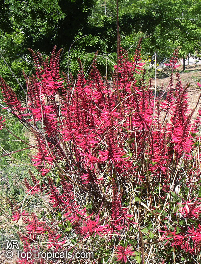Erythrina herbacea, Coral tree, Coral bean, Cardinal-spear, Cherokee-bean