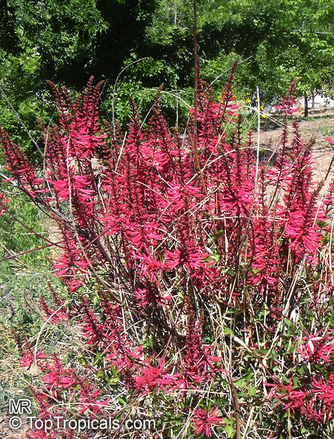 Coral bean (Erythrina herbacea) blooming