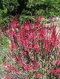 Erythrina herbacea, Coral tree, Coral bean, Cardinal-spear, Cherokee-bean

Click to see full-size image