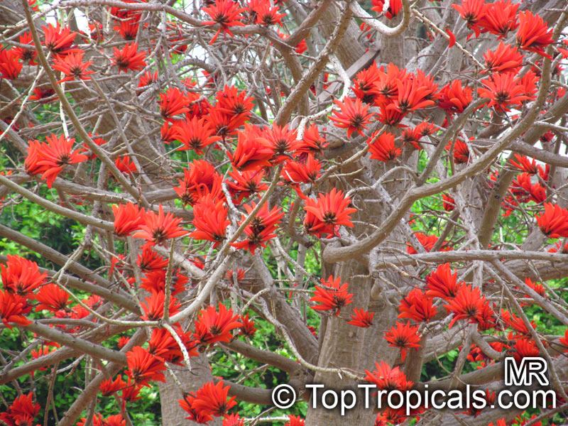 Erythrina lysistemon, Scarlet Coral Tree