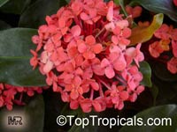 Ixora chinensis, Jungle Flame, Needle Flower, Flame of the Woods, Jungle Geranium

Click to see full-size image