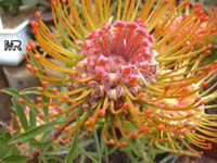 Leucospermum lineare, Needle-leaf Pincushion

Click to see full-size image