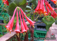 Lonicera x brownii , Coral Honeysuckle, Trumpet Honeysuckle

Click to see full-size image