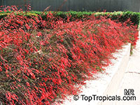 Russelia equisetiformis - Red Coral Firecracker

Click to see full-size image